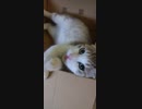 tibi