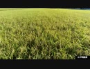 20211106_第２弾、ナチュラルファームサカモト株式会社『あきたこまち』【秋田県大仙市、残量農薬250項目、｢全て検出せず｣超優良米！大発見レポート！】本編♪