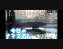 赤ちゃんなまず飼育日記 310日目