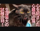 心を閉ざした心臓病の猫、生涯最大の試練の時