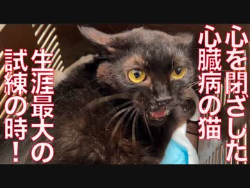 心を閉ざした心臓病の猫、生涯最大の試練の時