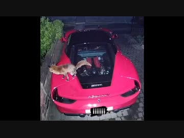 世界の衝撃的映像集Part147