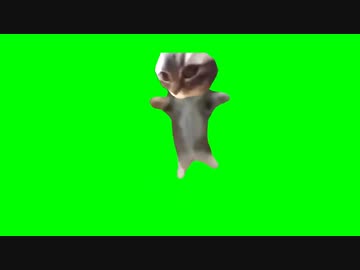 【猫ミーム】チッピー猫　GB素材(chippy cat green screen)