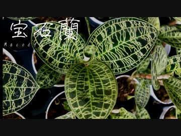 【植物ソング投稿祭】宝石蘭-Macodes Petola-/ラギアス feat.IA【宝石蘭】