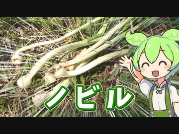 春のノビル採り♪　似てる草の一口紹介付き