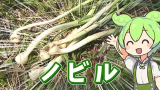 春のノビル採り♪　似てる草の一口紹介付き