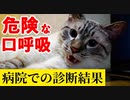 猫が口呼吸をしていたので病院に行ってきました。診察結果をご報告します