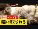 朝起きたらベッドの半分を猫が占領していたので仕事に行くのを辞めました