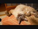 猫が我慢の限界を迎えました…