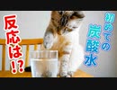 猫に初めて炭酸水を見せてみた結果…