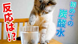 猫に初めて炭酸水を見せてみた結果…