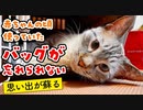 保健所から引き取る時に使っていたキャリーバッグのことが忘れられないみたいです…