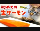 猫に初めてサーモンの刺し身をプレゼントしたら意外なリアクションが…