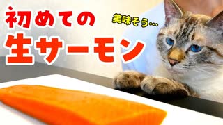 猫に初めてサーモンの刺し身をプレゼントしたら意外なリアクションが…