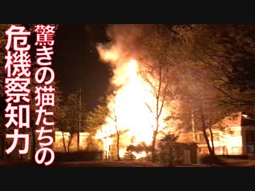 猫の危機察知能力、近所の異変を察知する