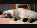 猫がピクピクと震え始めました