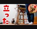 かわいすぎだろ…猫がりんごを食べようとして立ち上がりました