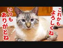 【感動】猫がとっておきの誕生日プレゼントをくれました