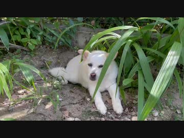 犬。
