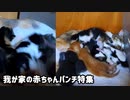猫パンチ連打を受けながらも母乳を奪う子猫が勇ましい