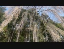 仙台東照宮　唐門付近の桜の様子（ちり始め）　2024　0414