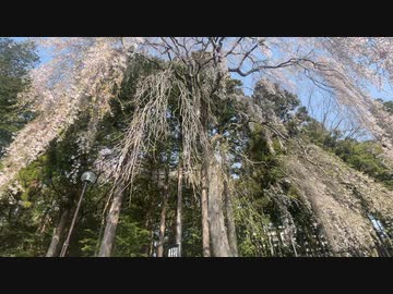 仙台東照宮　唐門付近の桜の様子（ちり始め）　2024　0414