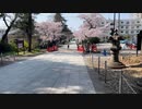 仙台東照宮　満開の入口の桜に向かい階段を下る　2024　0414