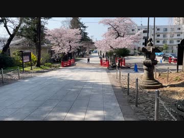 仙台東照宮　満開の入口の桜に向かい階段を下る　2024　0414