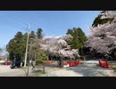 仙台東照宮　満開の入口の鳥居付近の桜　2024　0414