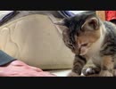 【ASMR】ごまちゃんのあやつタイムはASMRになると思います。