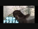 赤ちゃんなまず飼育日記 312日目