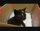 子猫保護　〇人毛玉