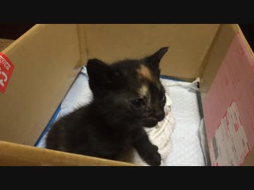 子猫保護　〇人毛玉