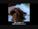 【ショート】まるで全身麻酔！眠くて嫌いな風邪薬に気づかない子猫