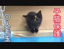 子猫保護　〇人毛玉