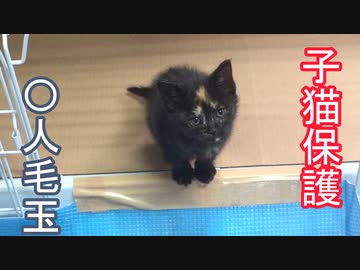 子猫保護　〇人毛玉