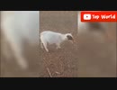 SAENSキン(変な声のヤギ)【Goat_mania】