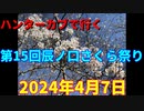 ハンターカブで行く！第15回辰ノ口さくら祭り　2024年4月7日