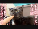 心を閉ざしてた心臓病の猫、6年分甘える