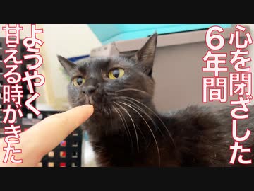 心を閉ざしてた心臓病の猫、6年分甘える