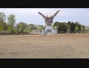 【HAL】ブッとんでいけ！　踊ってみた【踊オフ2024】【朝の公園】