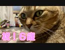 お祝いに来てくれました？【野良猫】
