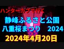 ハンターカブで行く！静峰ふるさと公園　八重桜まつり　2024　2024年4月20日