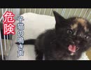 子猫保護　危険な子猫の鳴き声