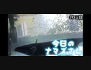 赤ちゃんなまず飼育日記 313日目
