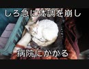 2024・猫の名前はしろNO33（しろが病院にかかる）