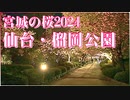 【宮城の桜2024】仙台・榴岡公園 2024/04/21