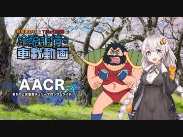 【自転車車載】あかりと安曇野チェリーブロッサムライド＊AACR【VOICEROID / VOICEVOX】