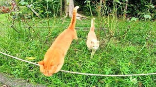 顔見たら喜んで飛んでくる野良猫達が可愛過ぎる