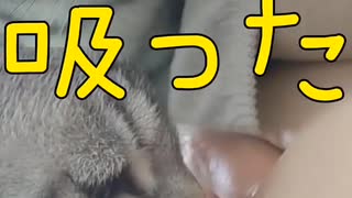 話題の子猫!!人間のオッパイを吸う【続編】